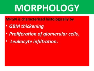 MORPHOLOGY
MPGN is characterized histologically by
• GBM thickening
• Proliferation of glomerular cells,
• Leukocyte infiltration.
 