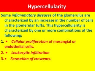 Hypercellularity
Some inflammatory diseases of the glomerulus are
characterized by an increase in the number of cells
in the glomerular tufts. This hypercellularity is
characterized by one or more combinations of the
following:
1. • Cellular proliferation of mesangial or
endothelial cells.
2. • Leukocytic infiltration
3.• Formation of crescents.
 