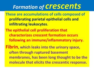 Formation of crescents
These are accumulations of cells composed of
proliferating parietal epithelial cells and
infiltrating leukocytes.
The epithelial cell proliferation that
characterizes crescent formation occurs
following an immune/inflammatory injury.
Fibrin, which leaks into the urinary space,
often through ruptured basement
membranes, has been long thought to be the
molecule that elicits the crescentic response.
 