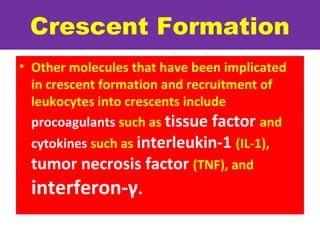 Crescent Formation
• Other molecules that have been implicated
in crescent formation and recruitment of
leukocytes into crescents include
procoagulants such as tissue factor and
cytokines such as interleukin-1 (IL-1),
tumor necrosis factor (TNF), and
interferon-γ.
 