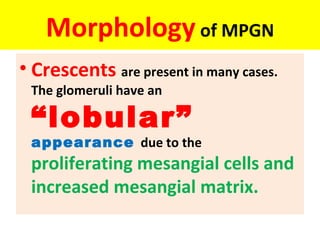 Morphology of MPGN
• Crescents are present in many cases.
The glomeruli have an
“lobular”
appearance due to the
proliferating mesangial cells and
increased mesangial matrix.
 