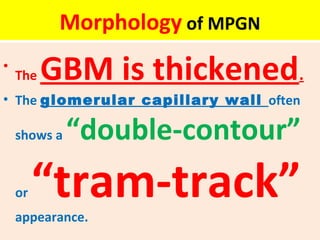Morphology of MPGN
•
The GBM is thickened.
• The glomerular capillary wall often
shows a “double-contour”
or “tram-track”appearance.
 