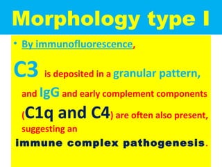 Morphology type I
• By immunofluorescence,
C3 is deposited in a granular pattern,
and IgG and early complement components
(C1q and C4) are often also present,
suggesting an
immune complex pathogenesis.
 
