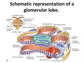 Schematic representation of a
glomerular lobe.
 