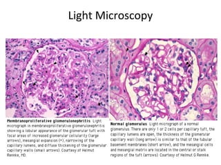 Light Microscopy
 