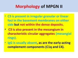 Morphology of MPGN II
• C3 is present in irregular granular or linear
foci in the basement membranes on either
side but not within the dense deposits.
• C3 is also present in the mesangium in
characteristic circular aggregates (mesangial
rings).
• IgG is usually absent, as are the early-acting
complement components (C1q and C4).
 