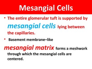 Mesangial Cells
• The entire glomerular tuft is supported by
mesangial cells lying between
the capillaries.
• Basement membrane–like
mesangial matrix forms a meshwork
through which the mesangial cells are
centered.
 