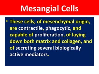 Mesangial Cells
• These cells, of mesenchymal origin,
are contractile, phagocytic, and
capable of proliferation, of laying
down both matrix and collagen, and
of secreting several biologically
active mediators.
 