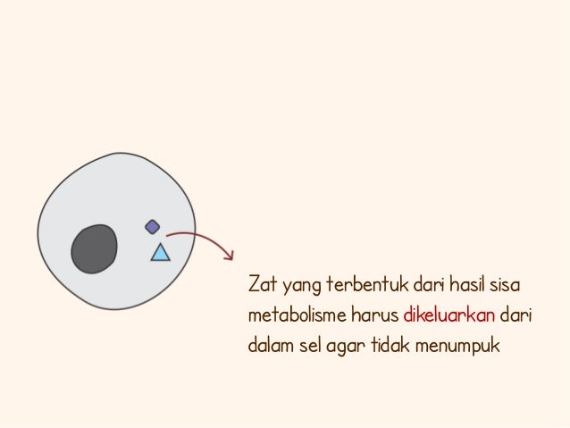 Pengaturan Zat Zat Keluar Masuk Sel Ini Aturannya