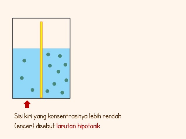 Membran Sel