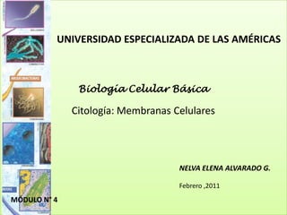 UNIVERSIDAD ESPECIALIZADA DE LAS AMÉRICAS Biología Celular Básica Citología: Membranas Celulares NELVA ELENA ALVARADO G. Febrero ,2011 MÓDULO N° 4 