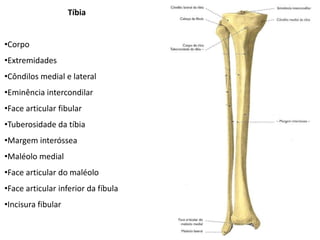 Tíbia


•Corpo
•Extremidades
•Côndilos medial e lateral
•Eminência intercondilar
•Face articular fibular
•Tuberosidade da tíbia
•Margem interóssea
•Maléolo medial
•Face articular do maléolo
•Face articular inferior da fíbula
•Incisura fibular
 