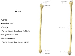 Fíbula



•Corpo
•Extremidades
•Cabeça
•Face articular da cabeça da fíbula
•Margem interóssea
•Maléolo lateral
•Face articular do maléolo lateral
 