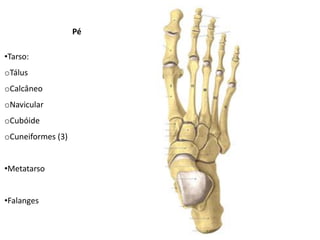 Pé

•Tarso:
oTálus
oCalcâneo
oNavicular
oCubóide
oCuneiformes (3)


•Metatarso


•Falanges
 