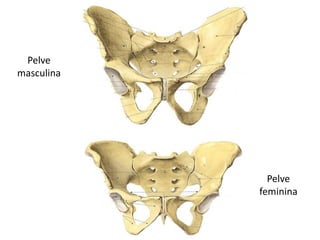 Pelve
masculina




              Pelve
            feminina
 