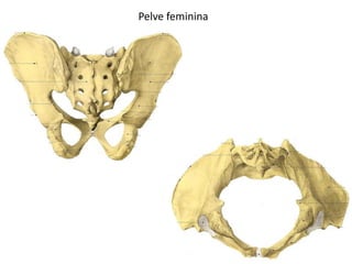 Pelve feminina
 