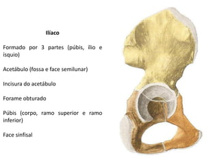 Ilíaco

Formado por 3 partes (púbis, ílio e
ísquio)

Acetábulo (fossa e face semilunar)

Incisura do acetábulo

Forame obturado

Púbis (corpo, ramo superior e ramo
inferior)

Face sinfisal
 