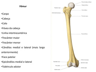 Fêmur

•Corpo
•Cabeça
•Colo
•Fóvea da cabeça
•Linha intertrocantérica
•Trocânter maior
•Trocânter menor
•Côndilos medial e lateral (mais largo
anteriormente)
•Face patelar
•Epicôndilos medial e lateral
•Tubérculo adutor
 