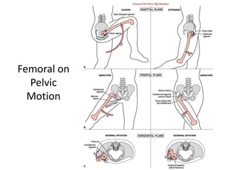 Femoral on
Pelvic
Motion
 