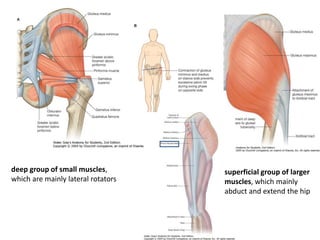 deep group of small muscles,
which are mainly lateral rotators
superficial group of larger
muscles, which mainly
abduct and extend the hip
 