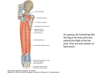 As a group, the hamstrings flex
the leg at the knee joint and
extend the thigh at the hip
joint. They are also rotators at
both joints.
 