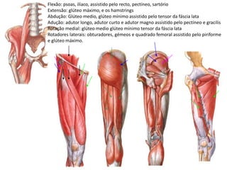 Flexão: psoas, ilíaco, assistido pelo recto, pectíneo, sartório
Extensão: glúteo máximo, e os hamstrings
Abdução: Glúteo medio, glúteo mínimo assistido pelo tensor da fáscia lata
Adução: adutor longo, adutor curto e adutor magno assistido pelo pectíneo e gracilis
Rotação medial: glúteo medio glúteo mínimo tensor da fáscia lata
Rotadores laterais: obturadores, gémeos e quadrado femoral assistido pelo piriforme
e glúteo máximo.
 
