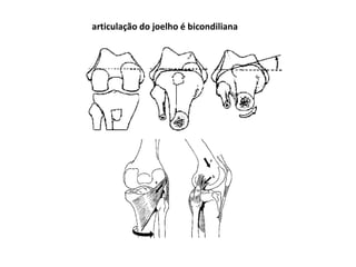 articulação do joelho é bicondiliana
 