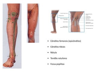 • Côndilos femorais (epicôndilos)
• Côndilos tibiais
• Rótula
• Tendão rotuliano
• Fossa poplítea
 