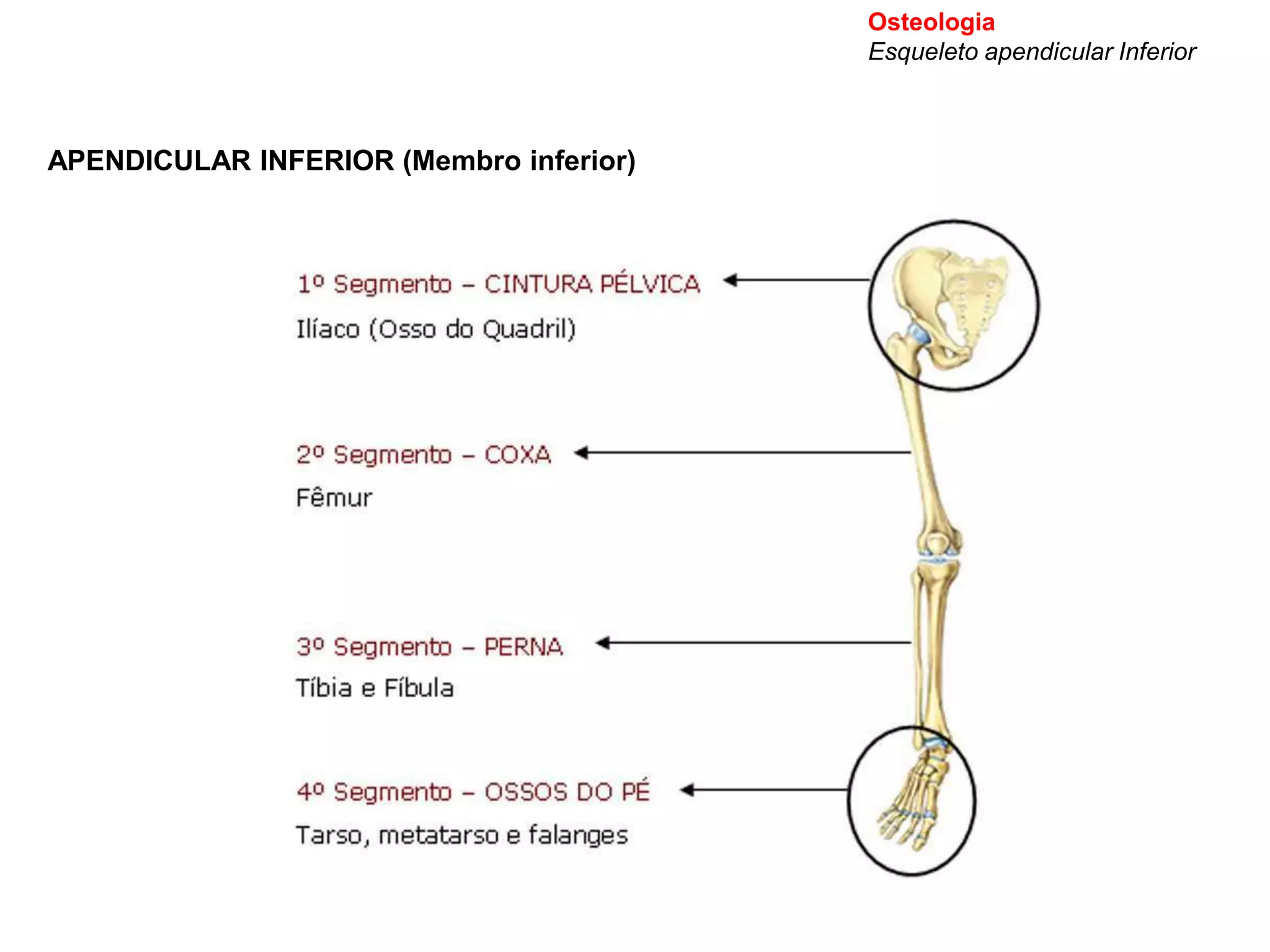 Membro Inferior (osteologia I ).ppt