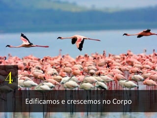 4
Edificamos e crescemos no Corpo
 