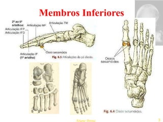 Membros Inferiores