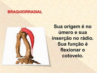 FLEXOR ULNAR
DO CARPO
Localiza-se na região
anterior do antebraço.
Possui inserção
proximal no cotovelo
e inserção distal ...