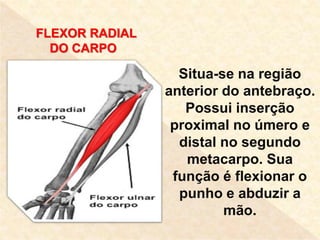 FLEXOR PROFUNDO DOS DEDOS
Tem origem na ulna e inserção na falange distal do
2º ao 5º dedo. Sua função é flexionar o punho...