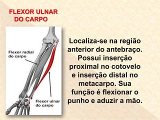 FLEXOR LONGO DO POLEGAR
Tem origem na parte
anterior do rádio e
inserção na base da
falange proximal do
polegar. Sua funçã...
