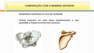 COMPARAÇÃO COM O MEMBRO INFERIOR:
 Estabilidade sacrificada em prol da motilidade;
 Ambos possuem um osso plano posteriormente o que
possibilita a fixação proximal dos músculos;
3
 