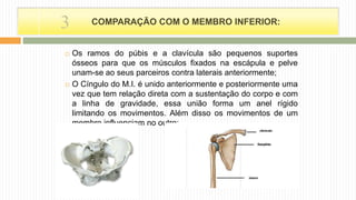  Os ramos do púbis e a clavícula são pequenos suportes
ósseos para que os músculos fixados na escápula e pelve
unam-se ao seus parceiros contra laterais anteriormente;
 O Cíngulo do M.I. é unido anteriormente e posteriormente uma
vez que tem relação direta com a sustentação do corpo e com
a linha de gravidade, essa união forma um anel rígido
limitando os movimentos. Além disso os movimentos de um
membro influenciam no outro;
COMPARAÇÃO COM O MEMBRO INFERIOR:3
 