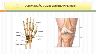 COMPARAÇÃO COM O MEMBRO INFERIOR:3
 