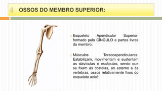 OSSOS DO MEMBRO SUPERIOR:
 Esqueleto Apendicular Superior:
formado pelo CÍNGULO e partes livres
do membro;
 Músculos Toracoapendiculares:
Estabilizam, movimentam e sustentam
as clavículas e escápulas, sendo que
se fixam às costelas, ao esterno e às
vertebras, ossos relativamente fixos do
esqueleto axial;
4
 