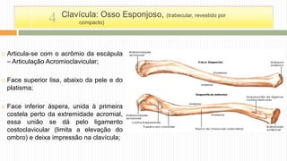  Articula-se com o acrômio da escápula
– Articulação Acromioclavicular;
 Face superior lisa, abaixo da pele e do
platisma;
 Face inferior áspera, unida à primeira
costela perto da extremidade acromial,
essa união se dá pelo ligamento
costoclavicular (limita a elevação do
ombro) e deixa impressão na clavícula;
Clavícula: Osso Esponjoso, (trabecular, revestido por
compacto)4
 