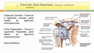  Tubérculo Conóide – Fixam-se
o ligamento conoide, parte
medial do ligamento
coracoclavicular,
 Linha Trapezóidea – Fixa-se o
Ligamento Trapezóide, parte
lateral do ligamento
coracoclavicular;
 Sulco Subclávio;
Clavícula: Osso Esponjoso, (trabecular, revestido por
compacto)4
 