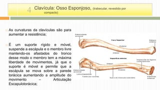  As curvaturas da clavículas são para
aumentar a resistência;
 É um suporte rígido e móvel,
suspende a escápula e o membro livre
mantendo-os afastados do tronco
desse modo o membro tem a máxima
liberdade de movimentos, já que o
suporte é móvel e permite que a
escápula se mova sobre a parede
torácica aumentando a amplitude do
movimento – Articulação
Escapulotorácica;
Clavícula: Osso Esponjoso, (trabecular, revestido por
compacto)4
 