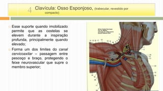  Esse suporte quando imobilizado
permite que as costelas se
elevem durante a inspiração
profunda, principalmente quando
elevado;
 Forma um dos limites do canal
cervicoaxilar – passagem entre
pescoço e braço, protegendo o
feixe neurovascular que supre o
membro superior;
Clavícula: Osso Esponjoso, (trabecular, revestido por
compacto)4
 