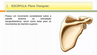 ESCÁPULA: Plano Triangular;
 Possui um movimento considerável sobre a
parede torácica na articulação
escapulotorárica, serve como base para os
movimentos do membro superior.
4
 