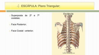  Superposta às 2º e 7º
costelas;
 Face Posterior;
 Face Costal - anterior;
ESCÁPULA: Plano Triangular;4
 