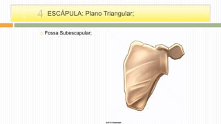  Fossa Subescapular;
ESCÁPULA: Plano Triangular;4
 