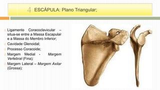  Ligamento Coracoclavicular –
situa-se entre a Massa Escapular
e a Massa do Membro Inferior;
 Cavidade Glenoidal;
 Processo Coracoide;
 Margem Medial - Margem
Vertebral (Fina);
 Margem Lateral – Margem Axilar
(Grossa);
ESCÁPULA: Plano Triangular;4
 