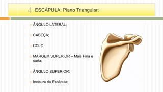  ÂNGULO LATERAL;
 CABEÇA;
 COLO;
 MARGEM SUPERIOR – Mais Fina e
curta;
 ÂNGULO SUPERIOR;
 Incisura da Escápula;
ESCÁPULA: Plano Triangular;4
 