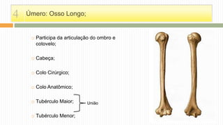 Úmero: Osso Longo;
 Participa da articulação do ombro e
cotovelo;
 Cabeça;
 Colo Cirúrgico;
 Colo Anatômico;
 Tubérculo Maior;
 Tubérculo Menor;
4
União
 