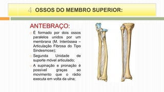 ANTEBRAÇO:
 É formado por dois ossos
paralelos unidos por um
membrana (M. Interóssea –
Articulação Fibrosa do Tipo
Sindesmose);
 Segunda Unidade de
suporte móvel articulado;
 A supinação e pronação é
possível graças ao
movimento que o rádio
executa em volta da ulna;
OSSOS DO MEMBRO SUPERIOR:4
 
