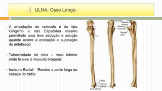  A articulação do cotovelo é do tipo
Gínglimo e não Elipsóidea mesmo
permitindo uma leve abdução e adução
quando ocorre a pronação e supinação
do antebraço;
 Tuberosidade da Ulna – mais inferior
onde fixa-se o músculo braquial;
 Incisura Radial – Recebe a parte larga da
cabeça do rádio;
ULNA: Osso Longo.4
 